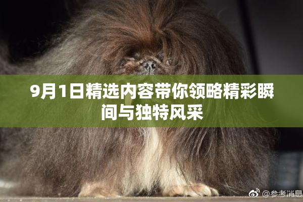9月1日精选内容带你领略精彩瞬间与独特风采