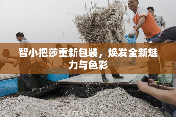 智小把莎重新包装，焕发全新魅力与色彩