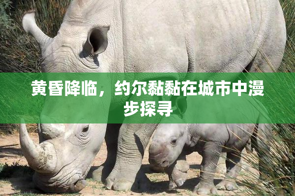 黄昏降临，约尔黏黏在城市中漫步探寻