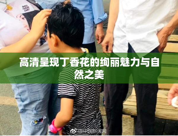 高清呈现丁香花的绚丽魅力与自然之美