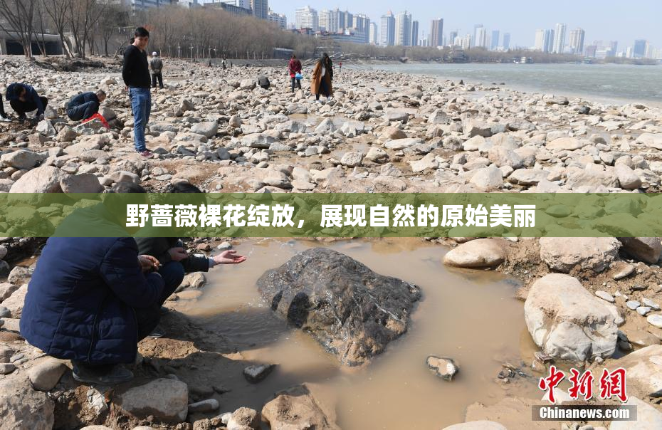 野蔷薇裸花绽放，展现自然的原始美丽