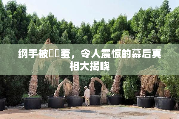 纲手被❌‌羞，令人震惊的幕后真相大揭晓