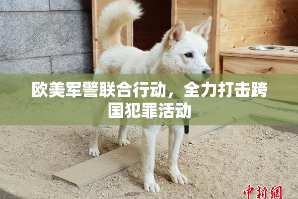 欧美军警联合行动，全力打击跨国犯罪活动