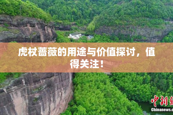 虎杖蔷薇的用途与价值探讨，值得关注！