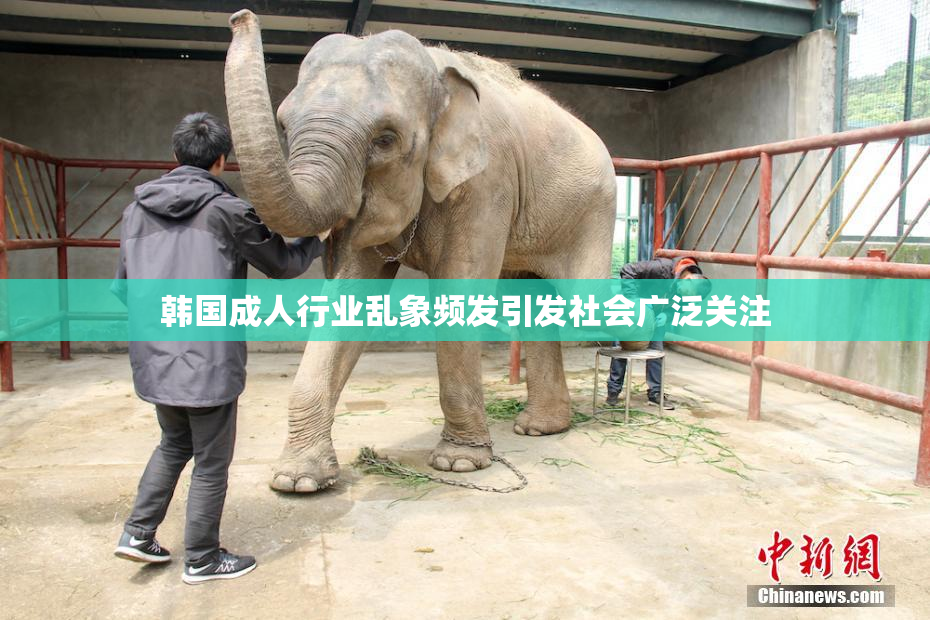 韩国成人行业乱象频发引发社会广泛关注