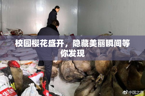 校园樱花盛开，隐藏美丽瞬间等你发现