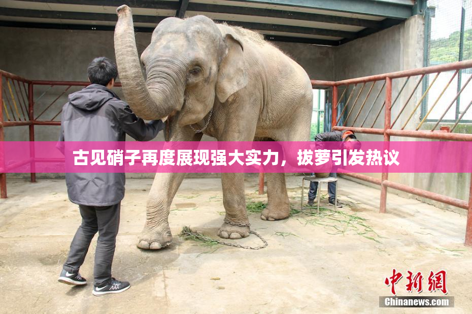 古见硝子再度展现强大实力，拔萝引发热议