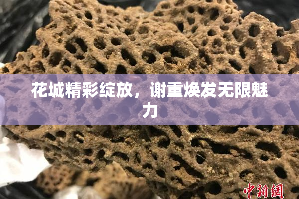 花城精彩绽放，谢重焕发无限魅力