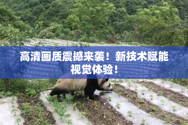 高清画质震撼来袭！新技术赋能视觉体验！