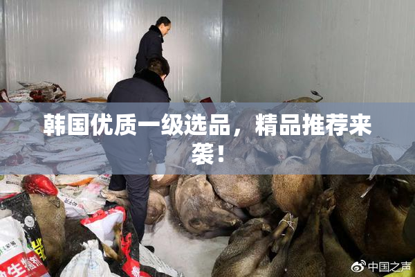 韩国优质一级选品，精品推荐来袭！