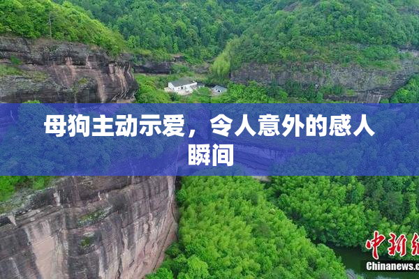 母狗主动示爱，令人意外的感人瞬间