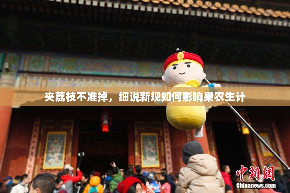 夹荔枝不准掉，细说新规如何影响果农生计