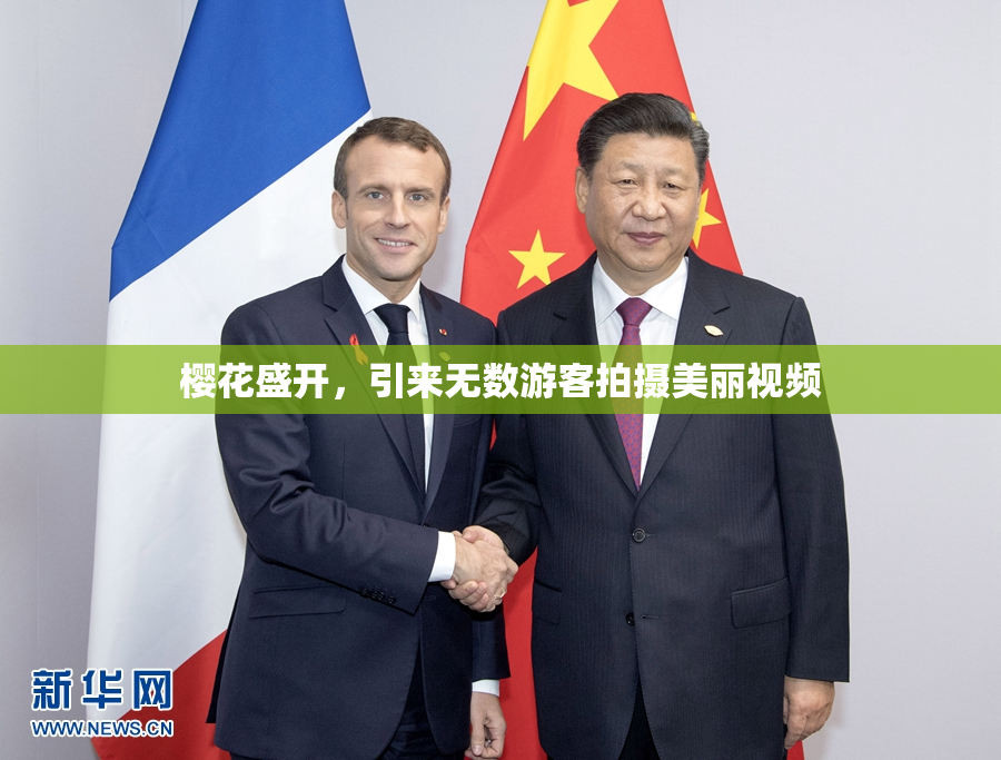樱花盛开，引来无数游客拍摄美丽视频