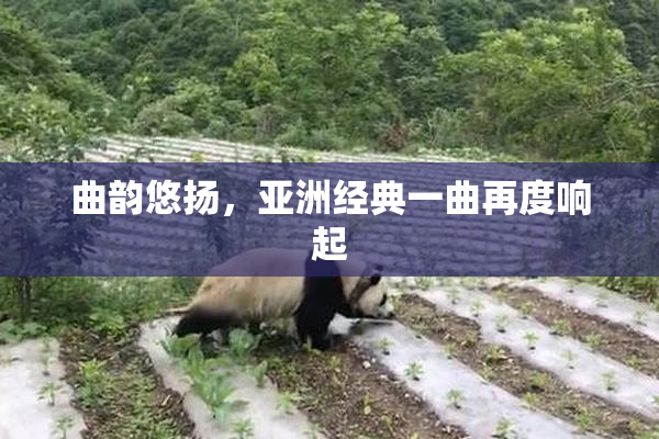 曲韵悠扬，亚洲经典一曲再度响起