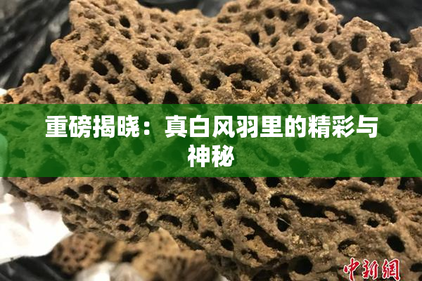 重磅揭晓：真白风羽里的精彩与神秘