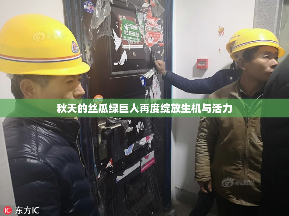秋天的丝瓜绿巨人再度绽放生机与活力
