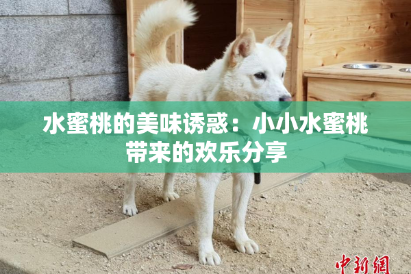 水蜜桃的美味诱惑：小小水蜜桃带来的欢乐分享
