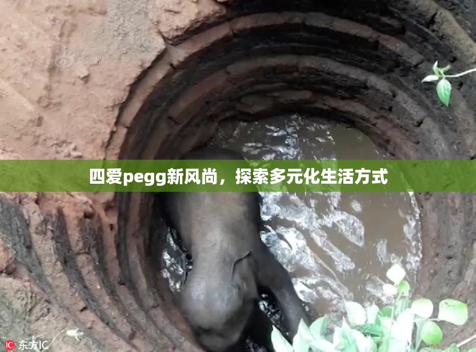 四爱pegg新风尚，探索多元化生活方式