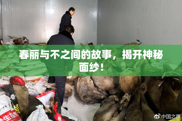 春丽与不之间的故事，揭开神秘面纱！
