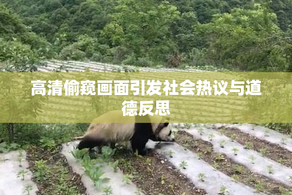 高清偷窥画面引发社会热议与道德反思