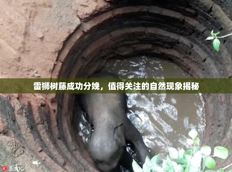 雷狮树藤成功分娩，值得关注的自然现象揭秘