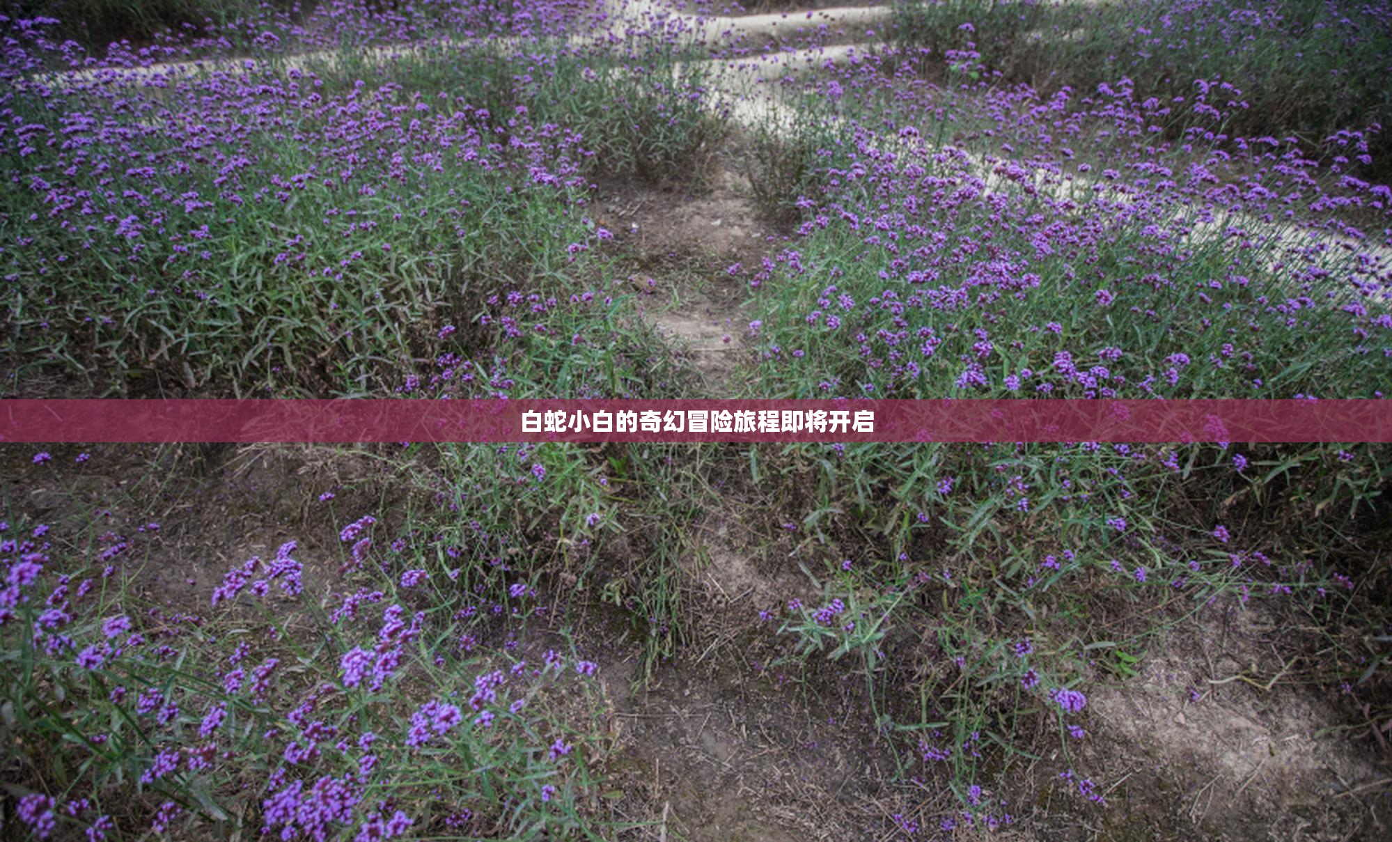 白蛇小白的奇幻冒险旅程即将开启