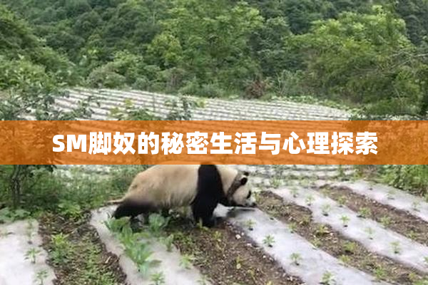 SM脚奴的秘密生活与心理探索