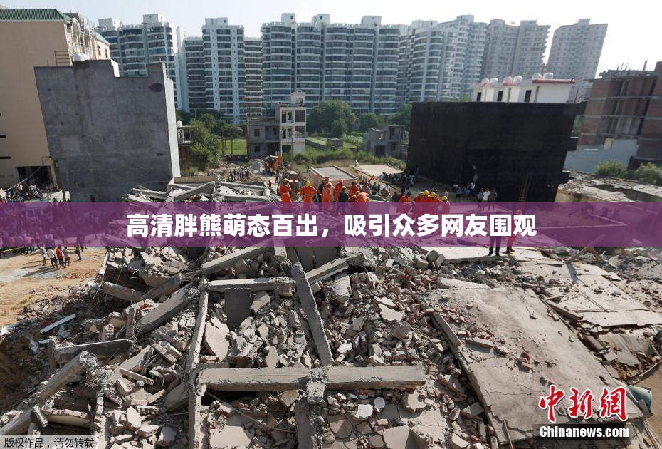 高清胖熊萌态百出，吸引众多网友围观