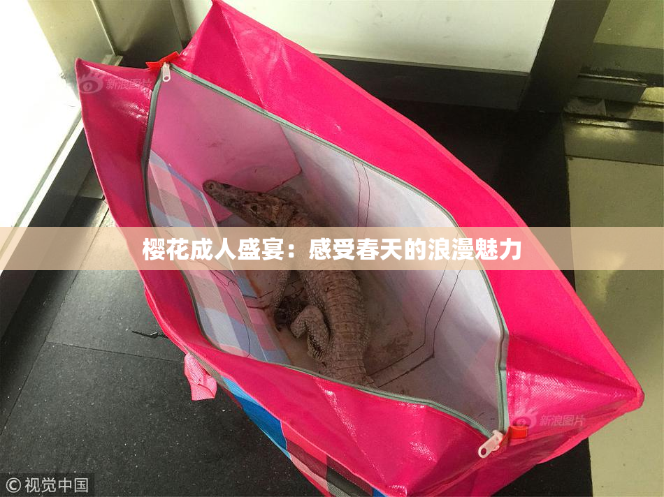 樱花成人盛宴：感受春天的浪漫魅力