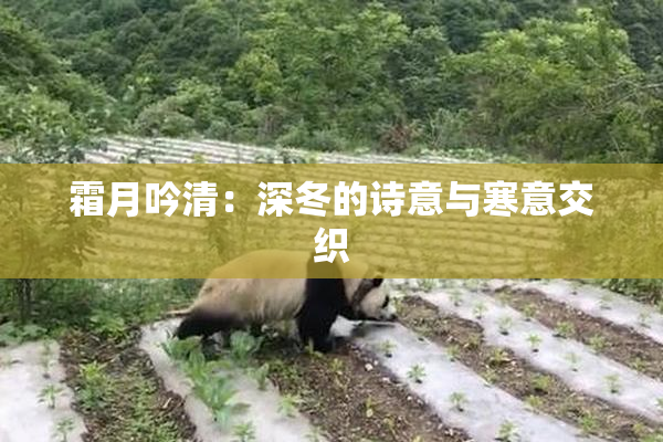 霜月吟清：深冬的诗意与寒意交织