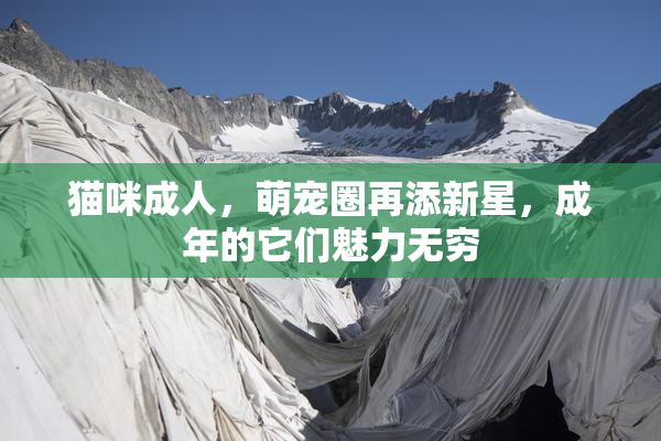 猫咪成人，萌宠圈再添新星，成年的它们魅力无穷