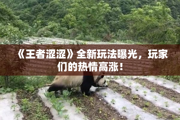 《王者涩涩》全新玩法曝光，玩家们的热情高涨！