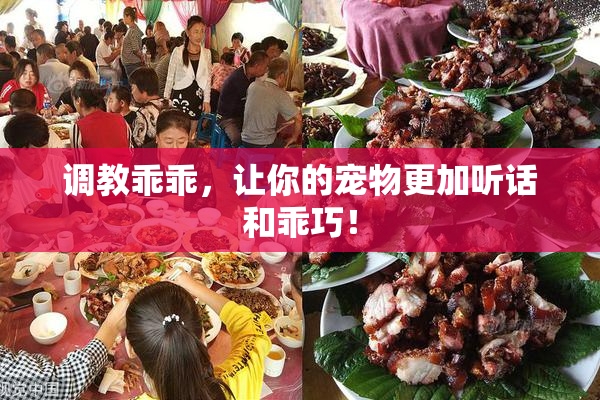 调教乖乖，让你的宠物更加听话和乖巧！