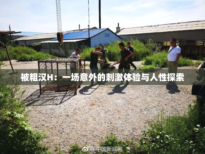 被粗汉H：一场意外的刺激体验与人性探索