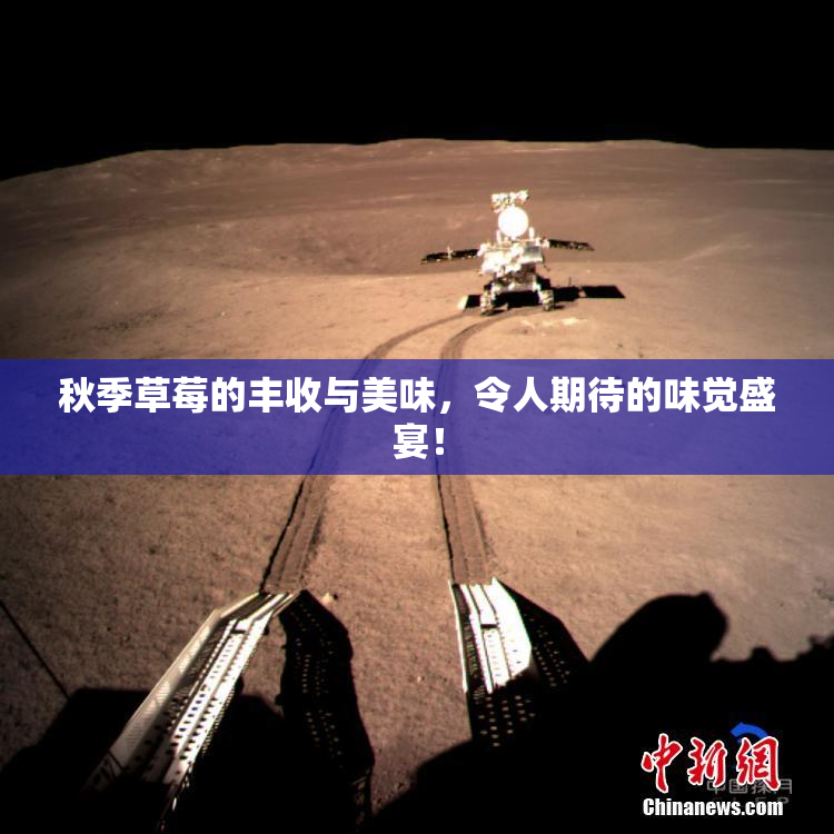 秋季草莓的丰收与美味，令人期待的味觉盛宴！