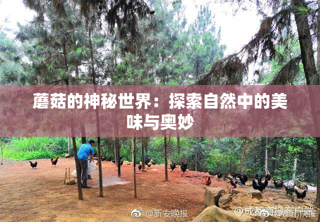 蘑菇的神秘世界：探索自然中的美味与奥妙