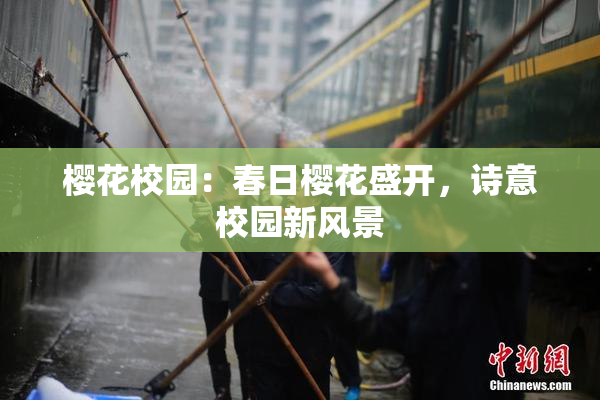 樱花校园：春日樱花盛开，诗意校园新风景