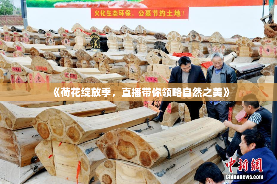 《荷花绽放季，直播带你领略自然之美》