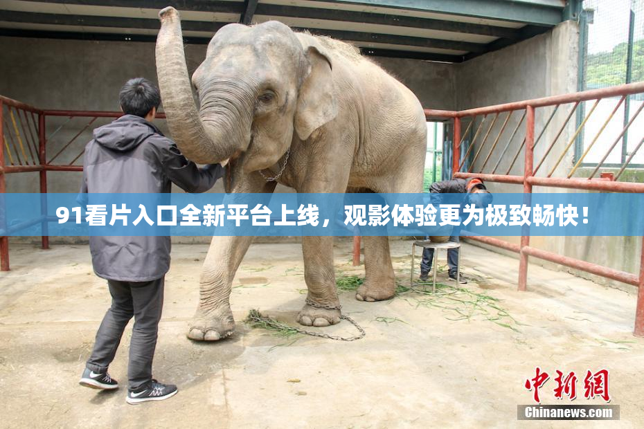 91看片入口全新平台上线，观影体验更为极致畅快！