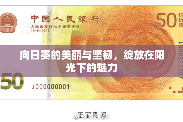 向日葵的美丽与坚韧，绽放在阳光下的魅力