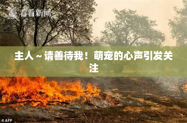 主人～请善待我！萌宠的心声引发关注